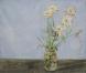 White Chrysanthemums